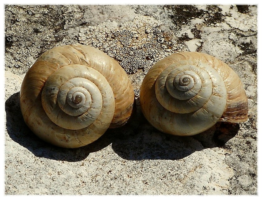 cernuella virgata....??????